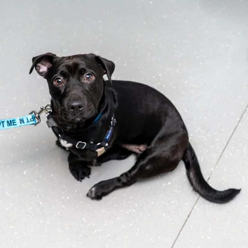 Gazpacho thumbnail 3