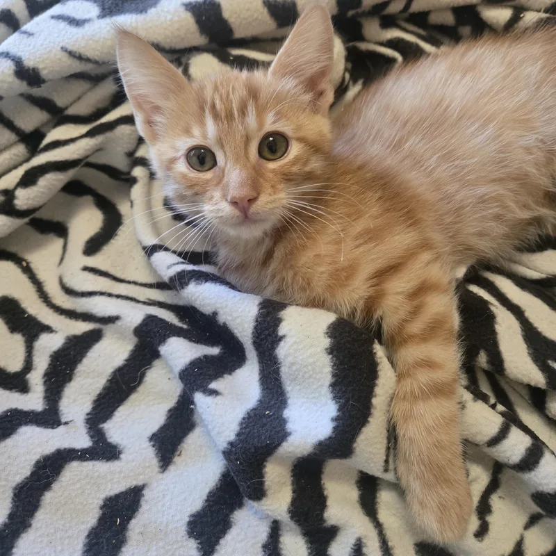 A baby small-sized male Orange / Red Tabby cat named Leo for adoption in Woodland Hills, CA