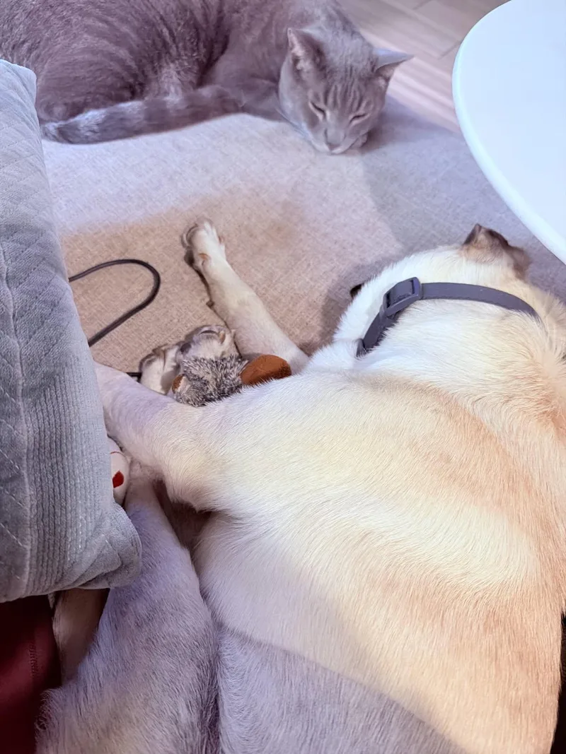 An adult small-sized male Pug dog named Pugsley for adoption in Davis, CA