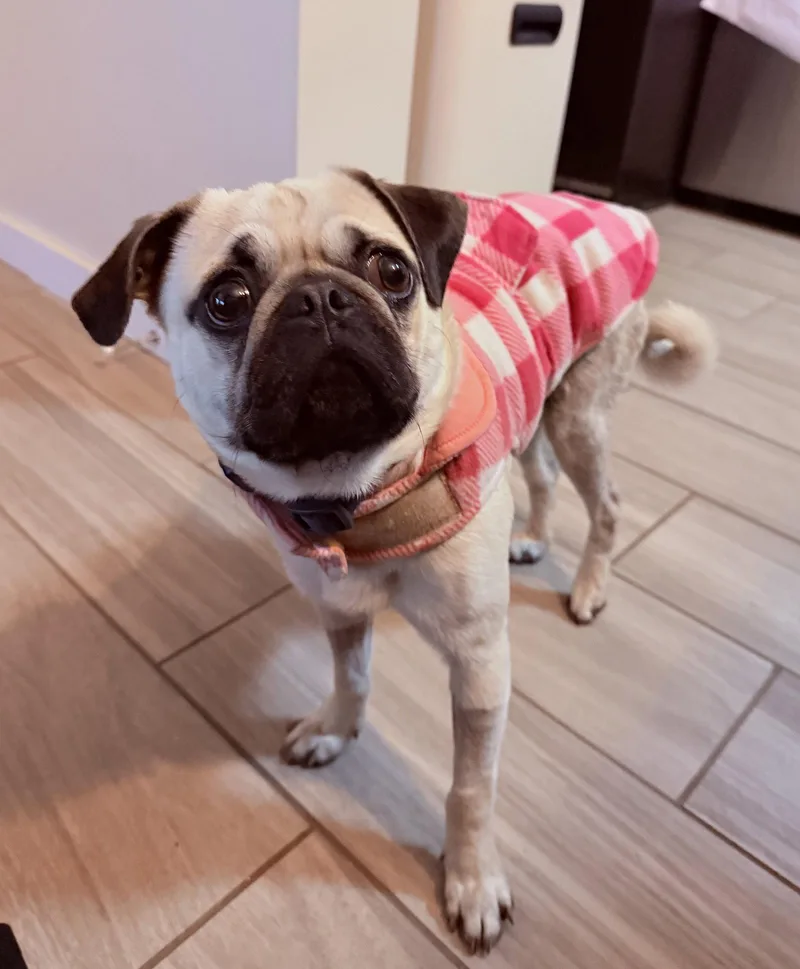 Pugsley thumbnail 2