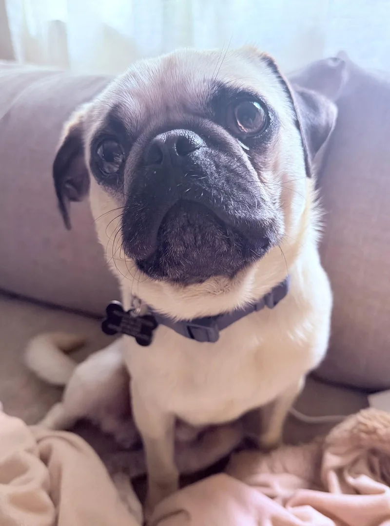 Pugsley thumbnail 3