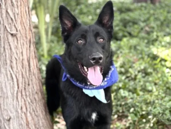 A young large-sized male German Shepherd Dog dog named Teddy for adoption in San Pedro, CA