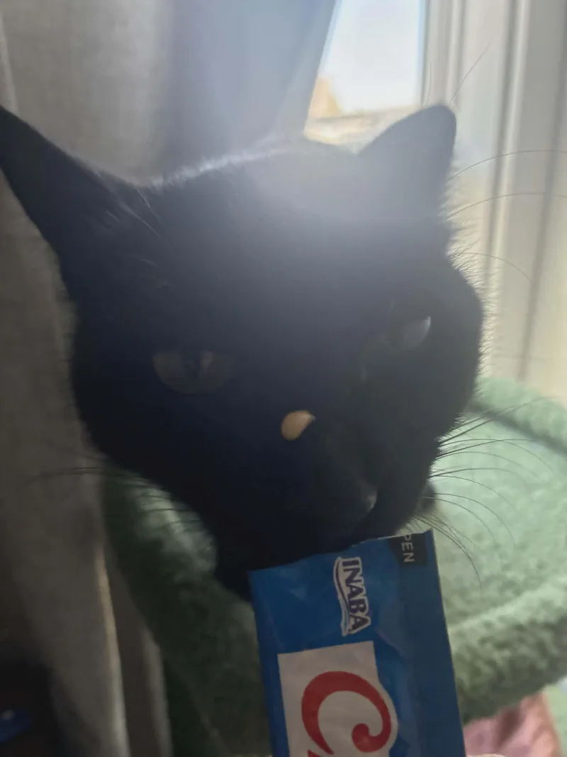 An adult medium-sized female Black Domestic Short Hair cat named Sparrow for adoption in Eugene, OR