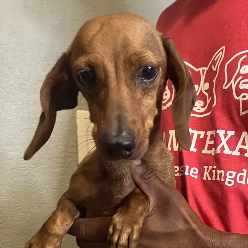 An adult small-sized female Dachshund dog named Penny  Local November for adoption in Brookshire, TX