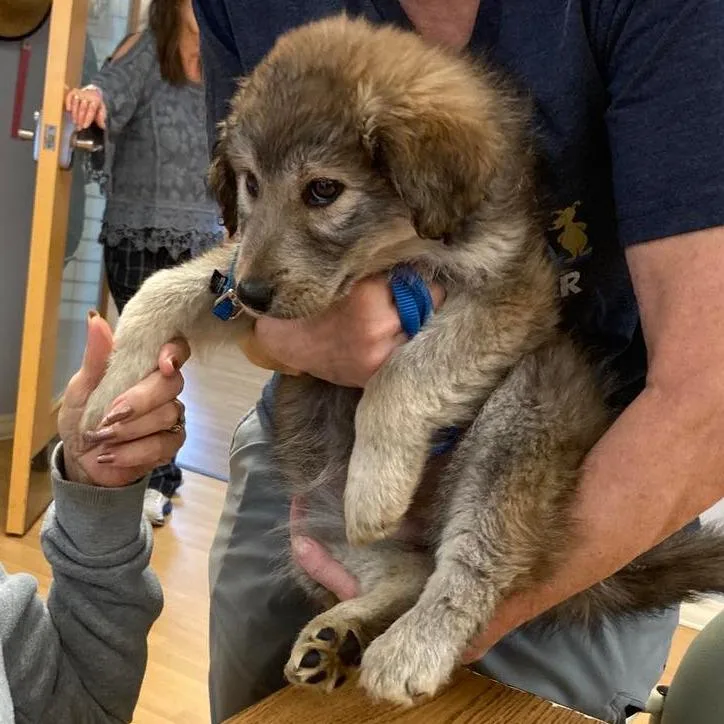 A baby small-sized female Black Husky dog named Eliza for adoption in Columbia Station, OH