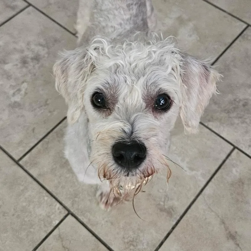 An adult small-sized male White / Cream Maltese dog named Kevin for adoption in Santa Fe, TX
