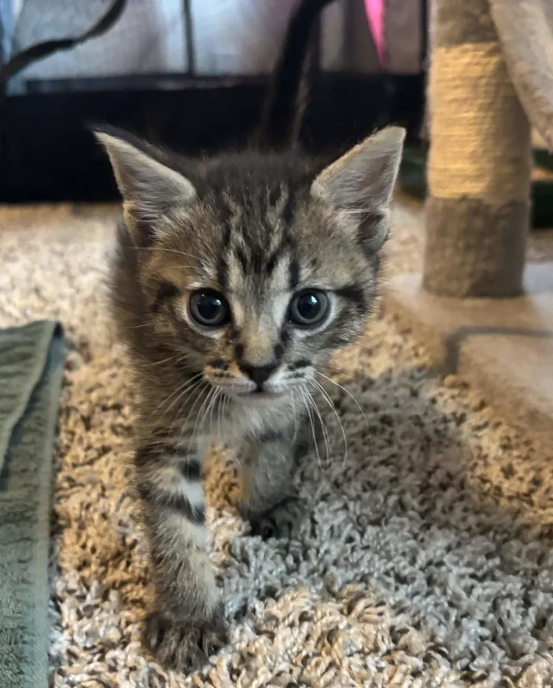 A baby medium-sized male Brown / Chocolate Domestic Short Hair cat named Nick for adoption in Fort Worth, TX