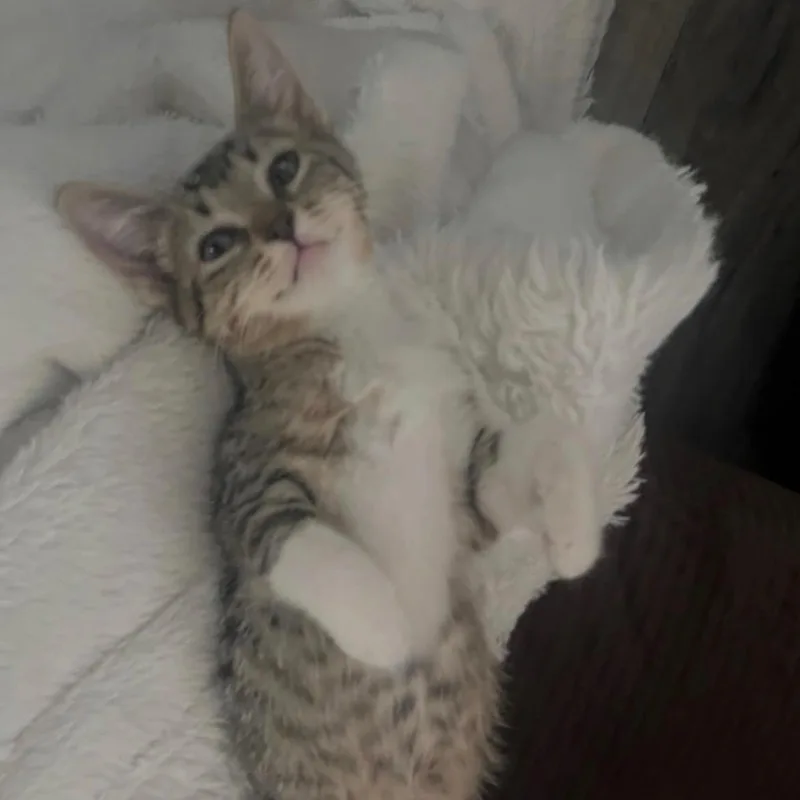 A baby small-sized female Buff / Tan / Fawn Tabby cat named Simone for adoption in Queen Creek, AZ