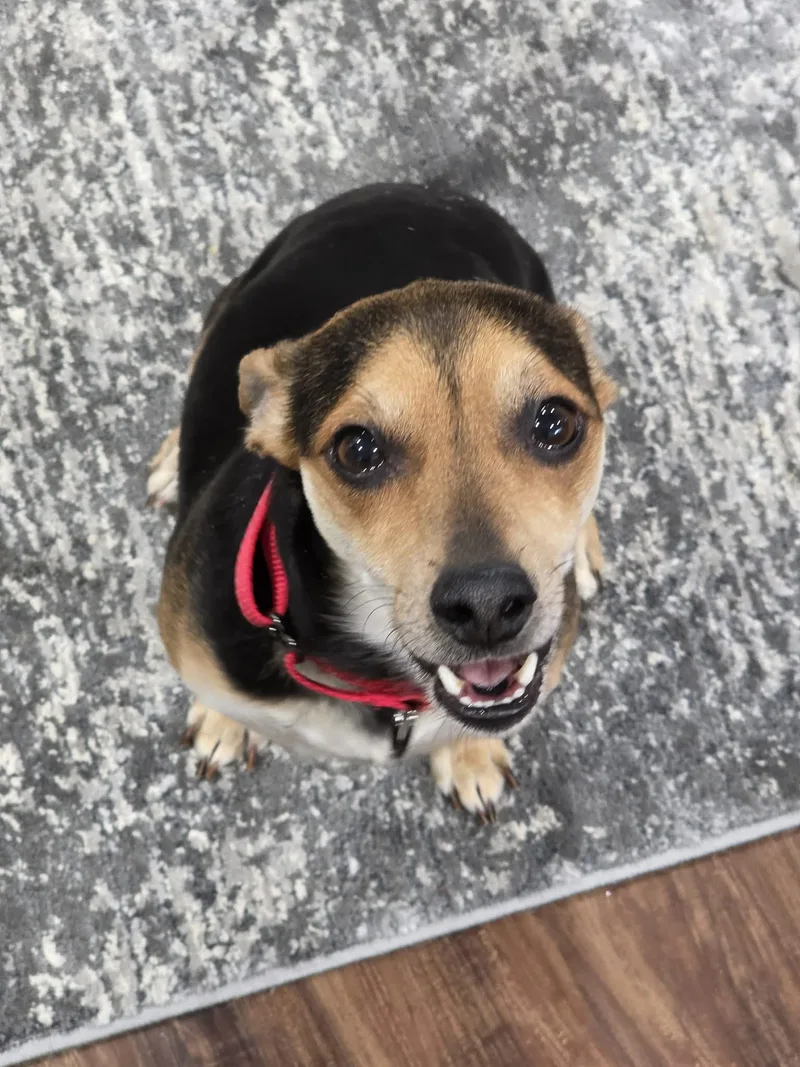 Professor Picklesworth thumbnail 4