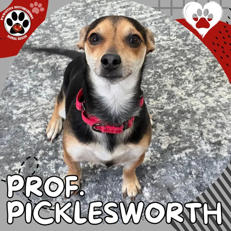An adult small-sized male Tricolor (Brown, Black, & White) Chihuahua dog named Professor Picklesworth for adoption in Aurora, CO