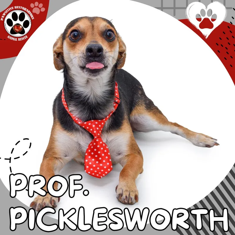 Professor Picklesworth thumbnail 5