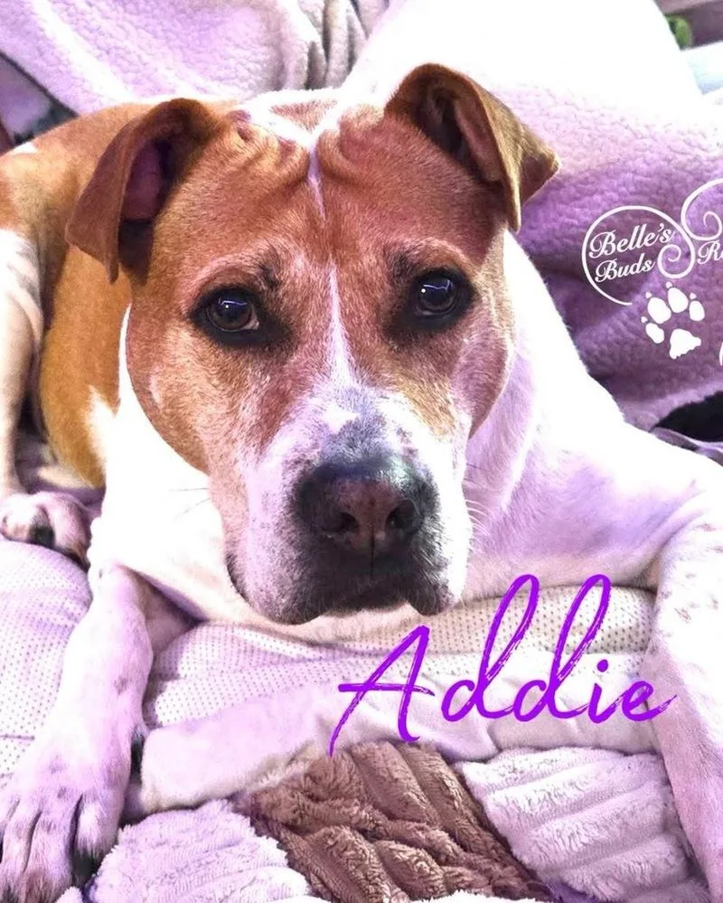 Addie thumbnail 2