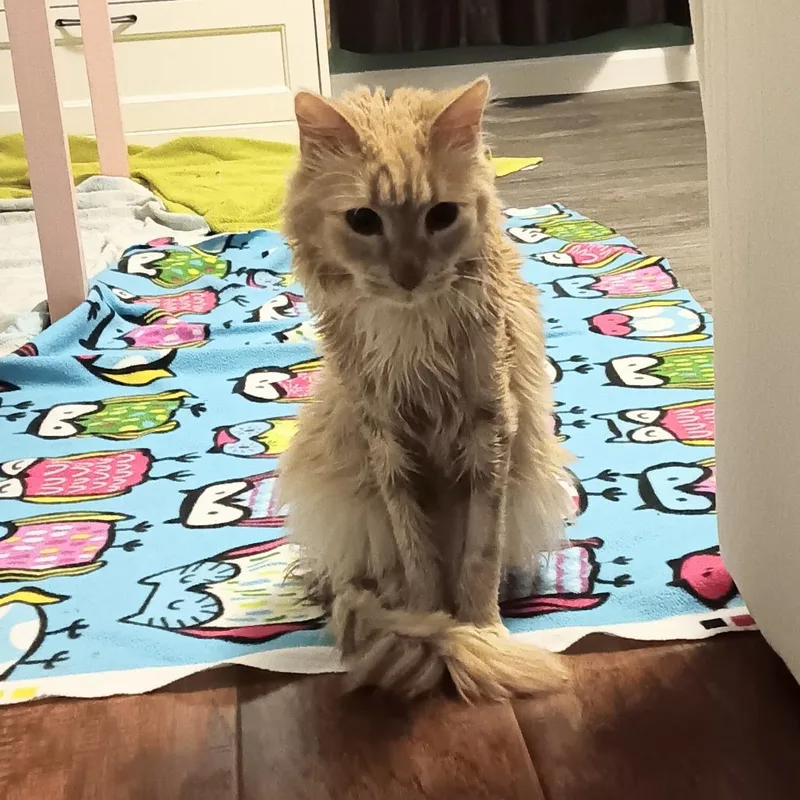 A senior medium-sized male Domestic Medium Hair cat named Orangie for adoption in Jacksonville, FL