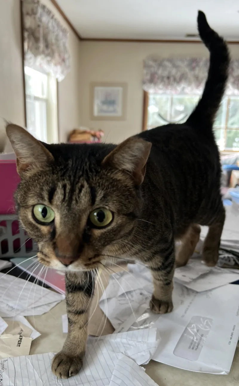 A young medium-sized female Tabby (Brown / Chocolate) Domestic Short Hair cat named Ladybug for adoption in Kalamazoo, MI
