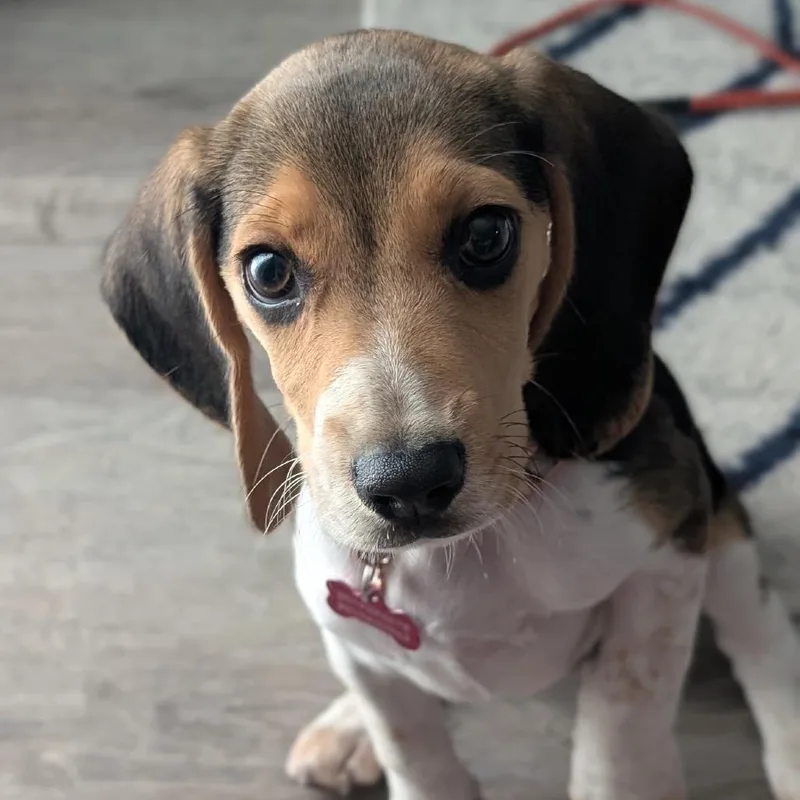 A baby medium-sized female Brown / Chocolate Beagle dog named Marley for adoption in Rockville, MD