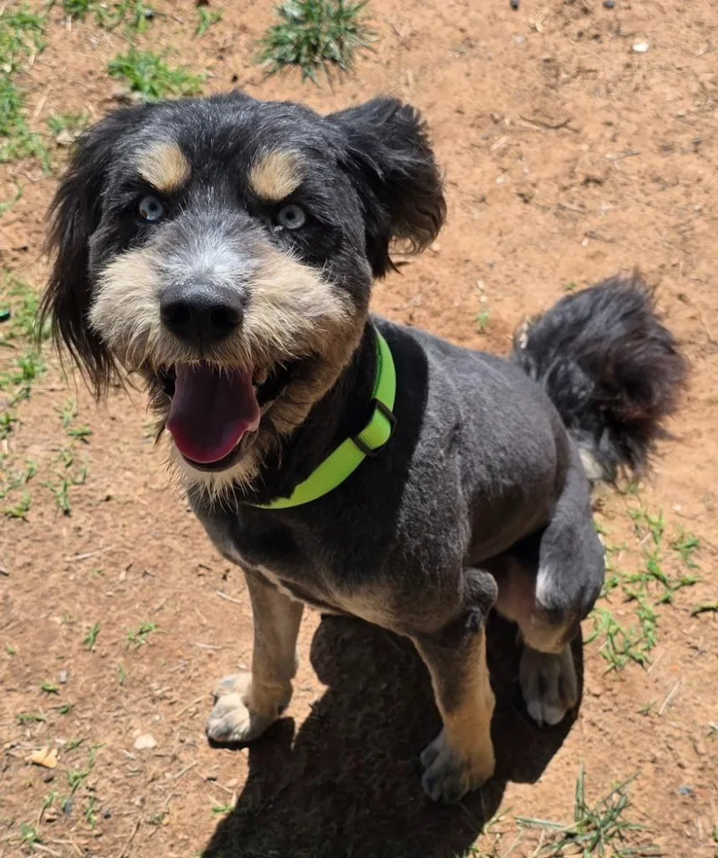 An adult medium-sized male Aussiedoodle dog named Snoop for adoption in Saint George, UT