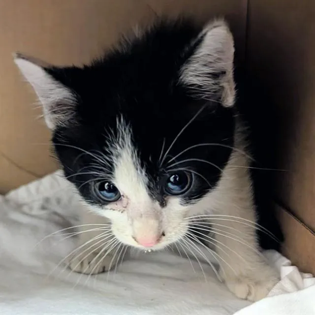 A baby small-sized male Domestic Short Hair cat named Squeaker for adoption in Olivette, MO
