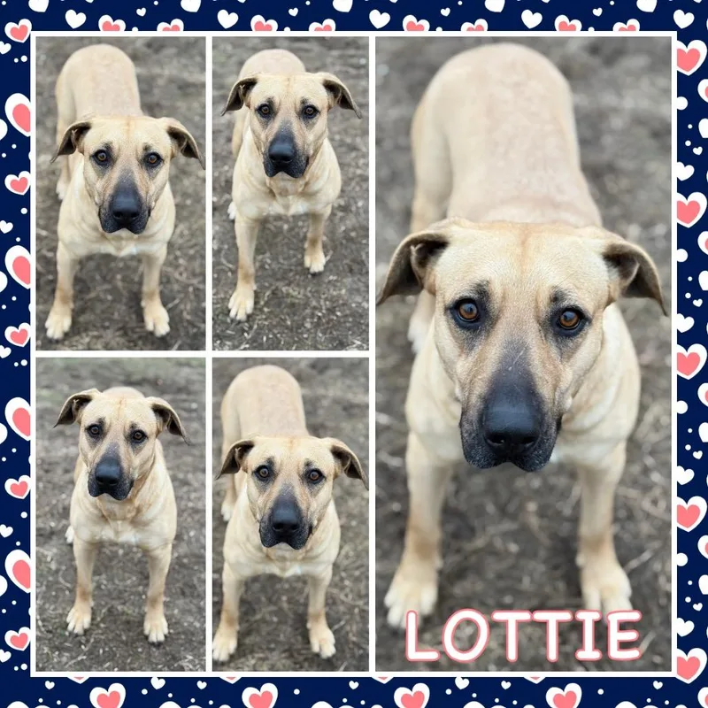 An adult large-sized female Anatolian Shepherd dog named Lottie for adoption in Fort Smith, AR