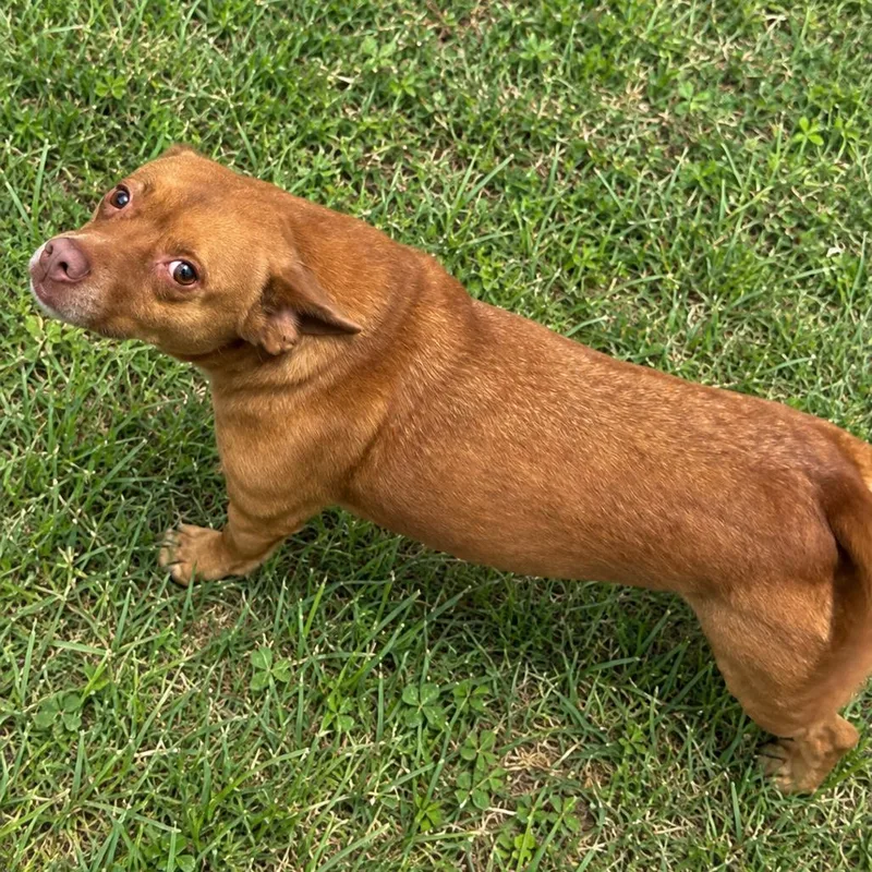 An adult medium-sized female Terrier dog named Jaycie for adoption in Hattiesburg, MS