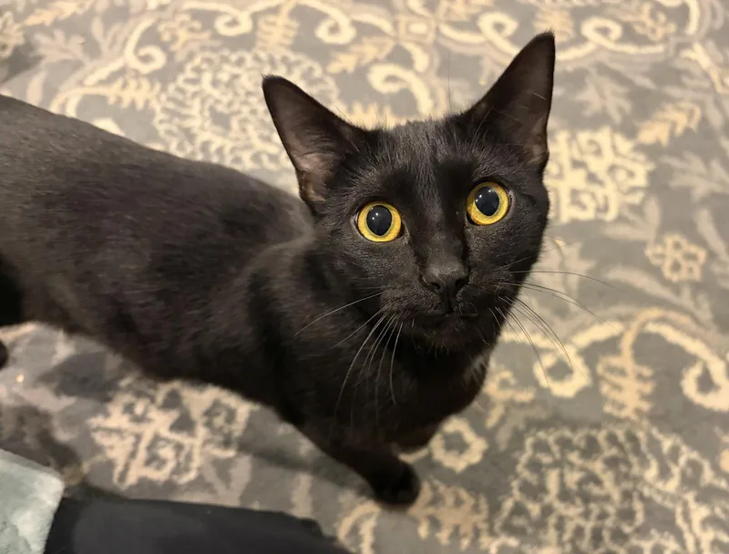 An adult medium-sized female American Bobtail cat named Lysandra for adoption in Herndon, VA