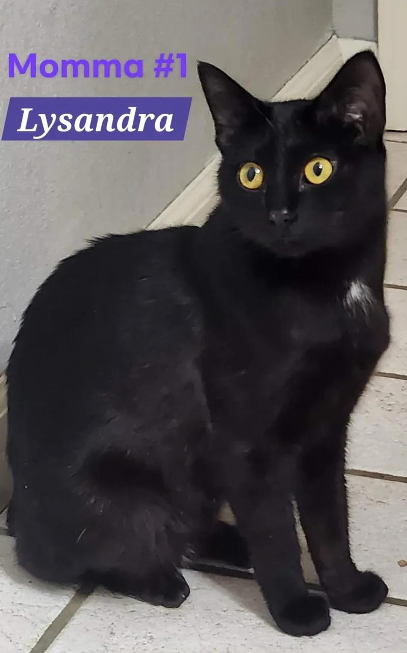 Lysandra thumbnail 3