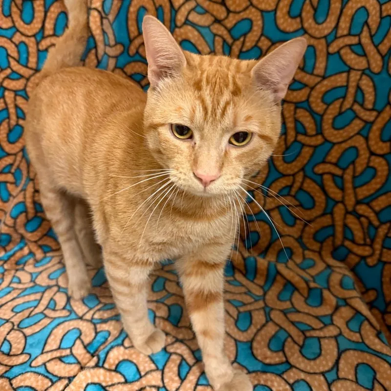 A young large-sized male Domestic Short Hair cat named Boots for adoption in Newberg, OR