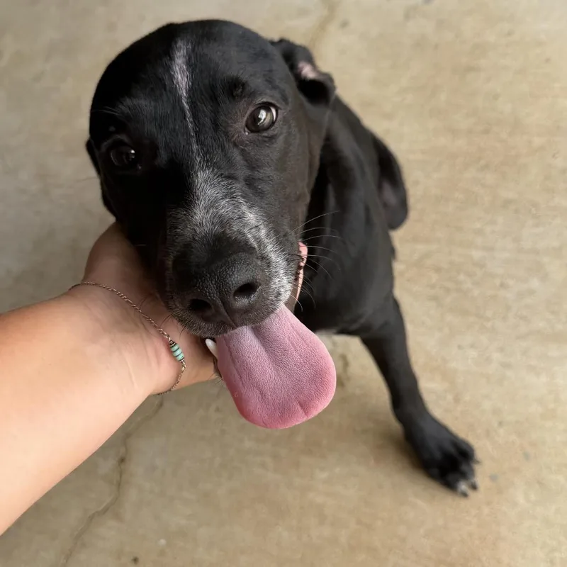 A young large-sized male Black Labrador Retriever dog named Dougie for adoption in Rockville, MD