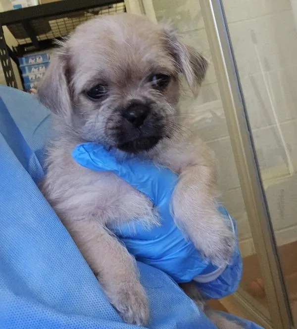 A baby small-sized female Pug dog named Pumpkin for adoption in Kennewick, WA