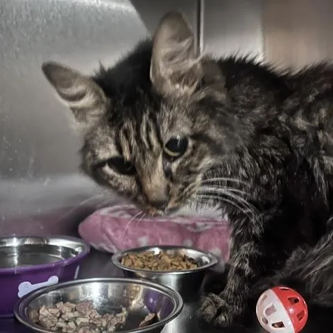 A young small-sized female Domestic Medium Hair cat named Coraline for adoption in St. Louis, MO