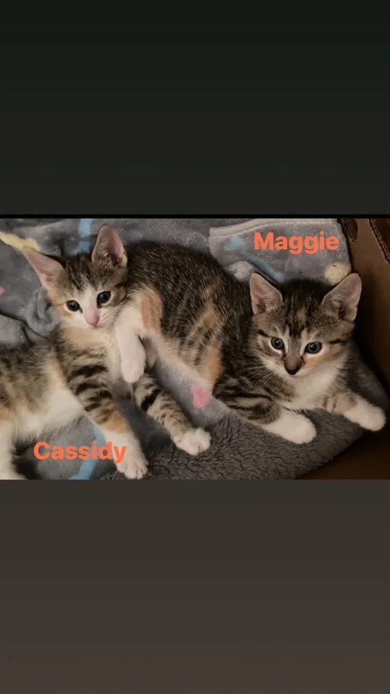 A baby small-sized female Black & White / Tuxedo Domestic Short Hair cat named Cassidy for adoption in Telford, PA