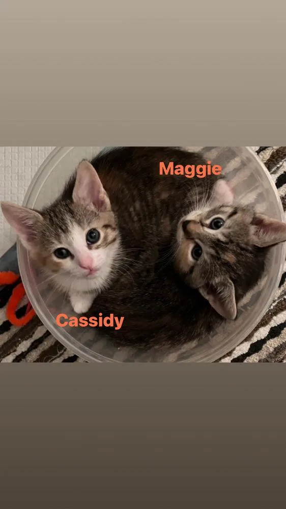 Cassidy thumbnail 2
