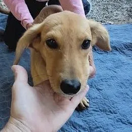 A baby small-sized female Mixed Breed dog named Mattie for adoption in Knoxville, TN