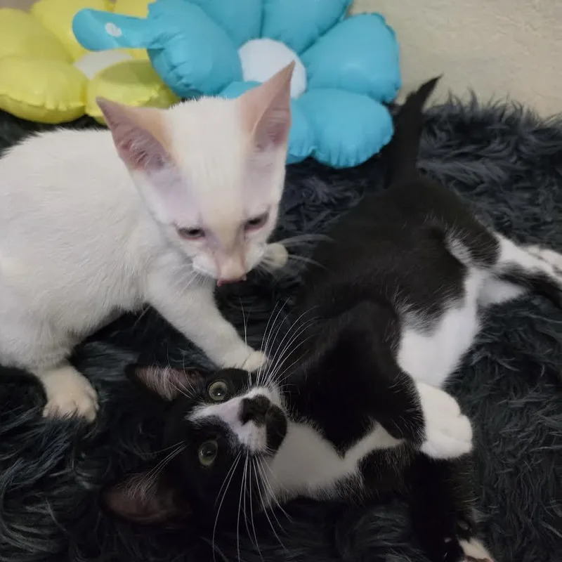Romeo and Pricilla