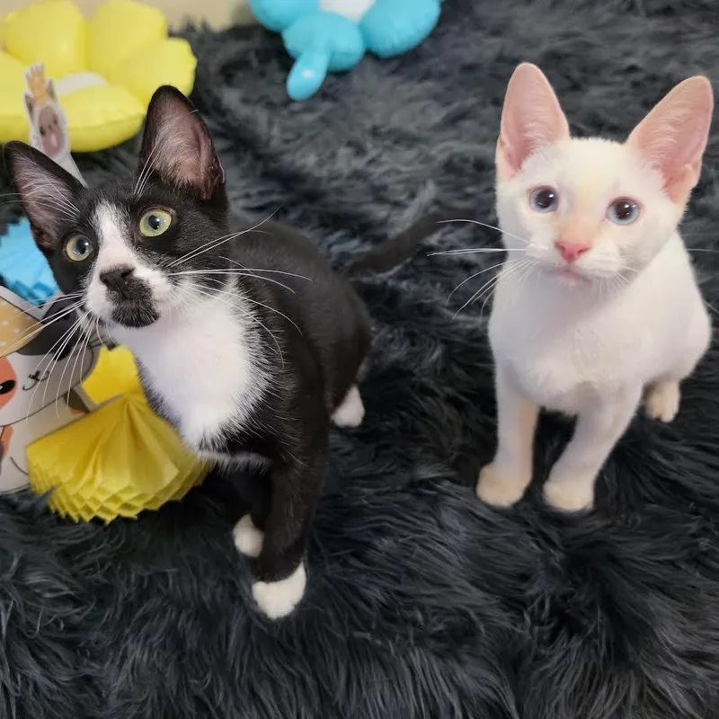 Romeo and Pricilla thumbnail 2
