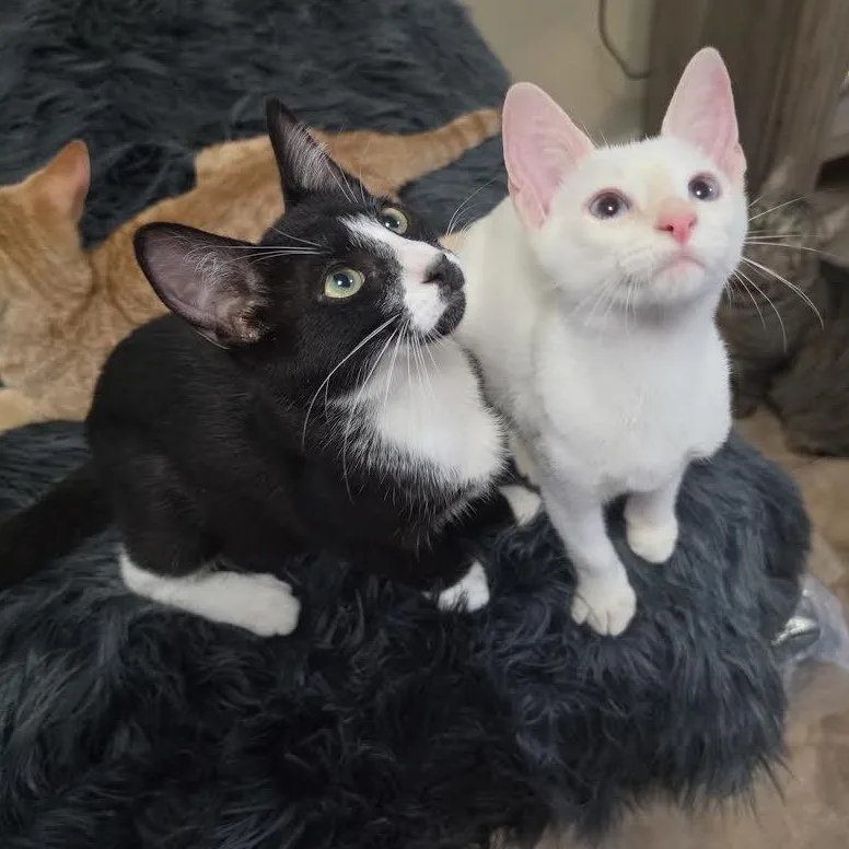 Romeo and Pricilla thumbnail 3