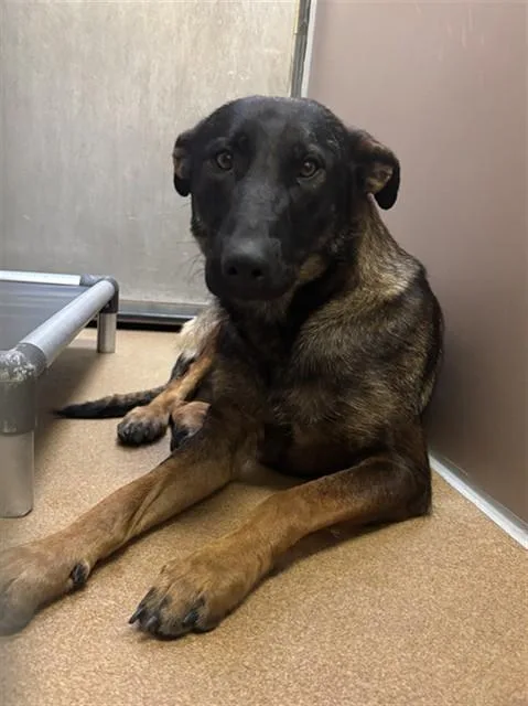 A young medium-sized female Belgian Shepherd / Malinois dog named Tinkerbell for adoption in Martinez, CA