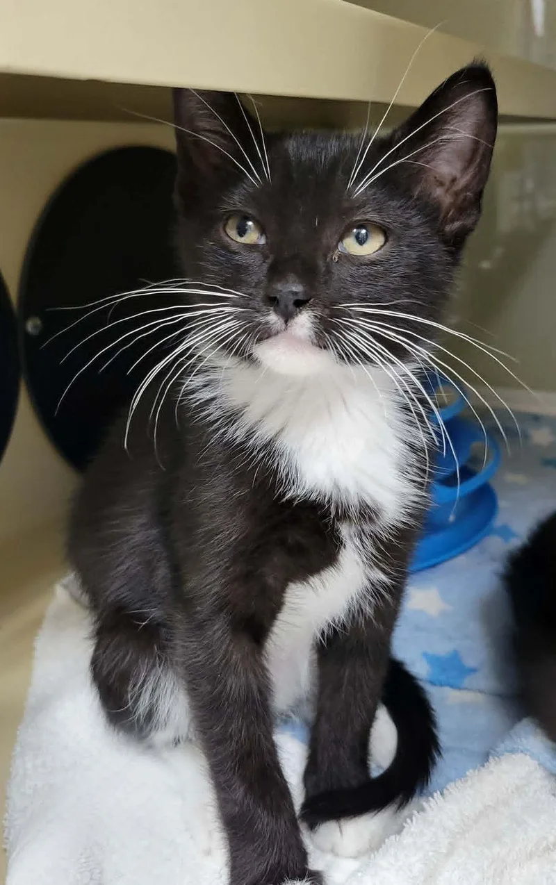 A baby medium-sized male Tuxedo cat named Mofongo for adoption in Portage, WI