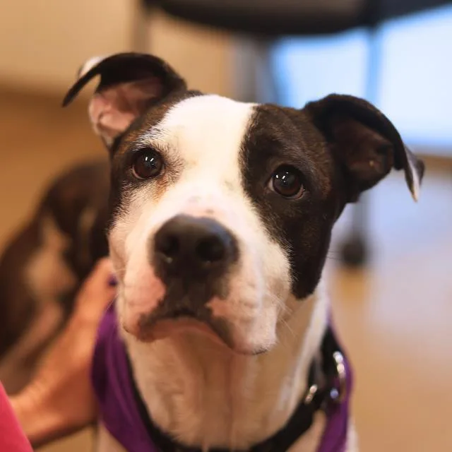 An adult medium-sized female American Staffordshire Terrier dog named Maxine for adoption in San Antonio, TX