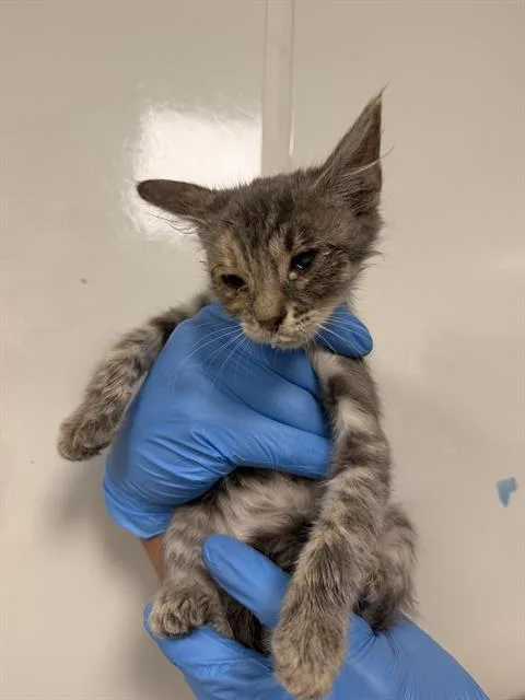 A baby small-sized female Domestic Short Hair cat named Lily for adoption in Ontario, CA