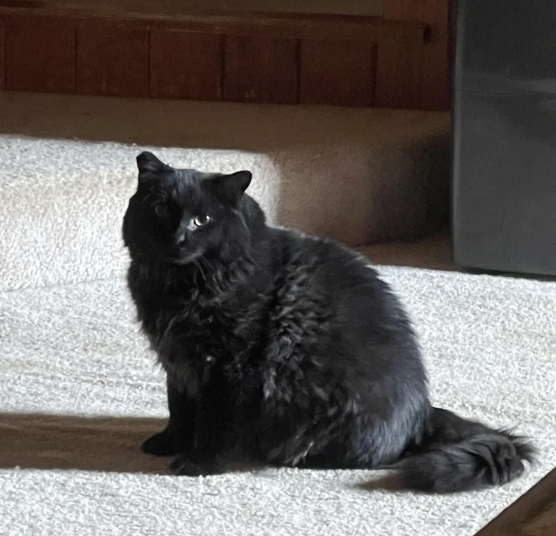 Salem thumbnail 2