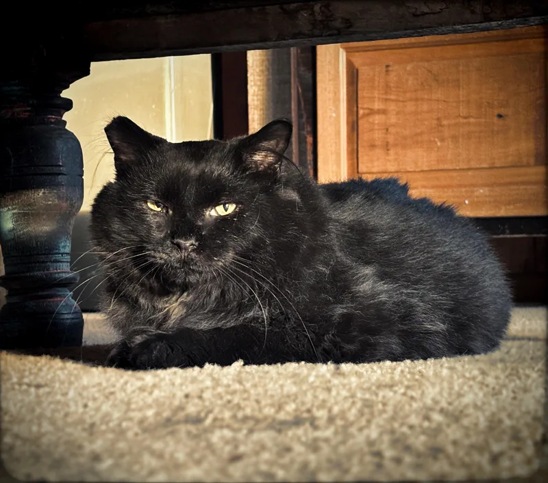 Salem thumbnail 5