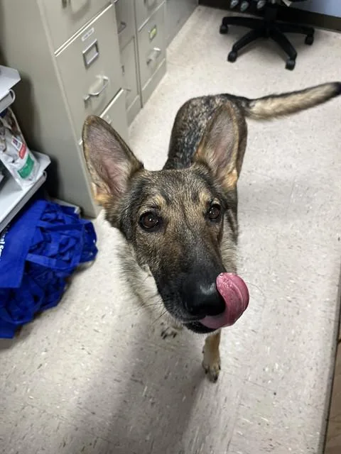 A young large-sized female German Shepherd Dog dog named Carmen for adoption in Killeen, TX