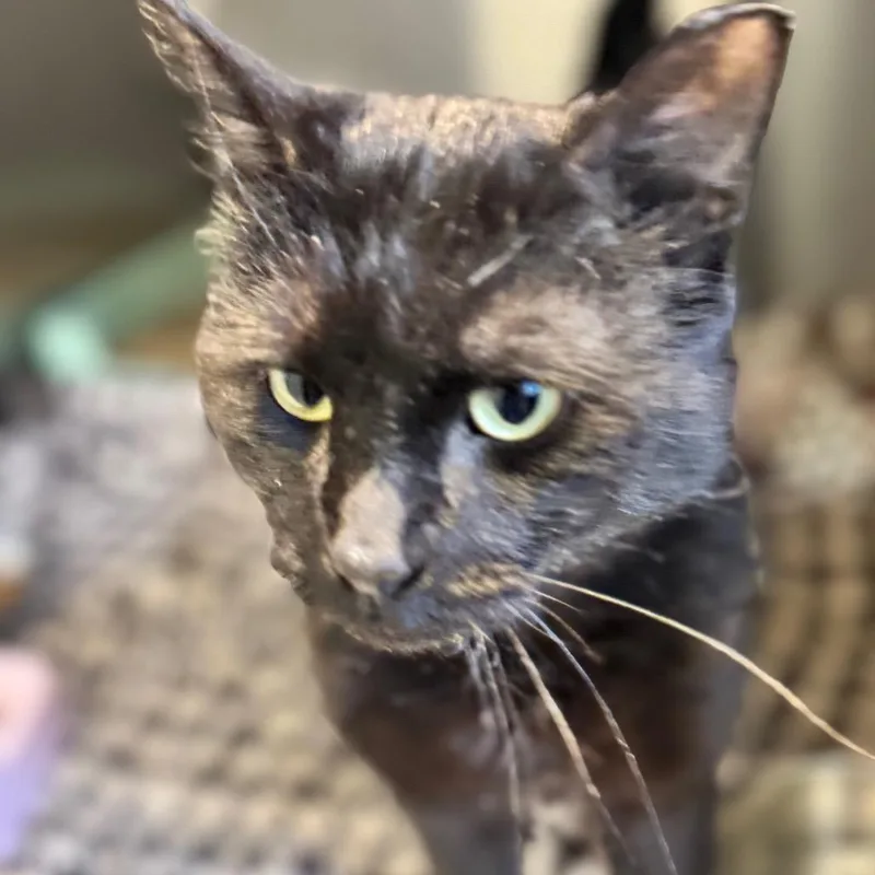 An adult large-sized male Black Domestic Short Hair cat named Sunshine for adoption in Wheeling, IL