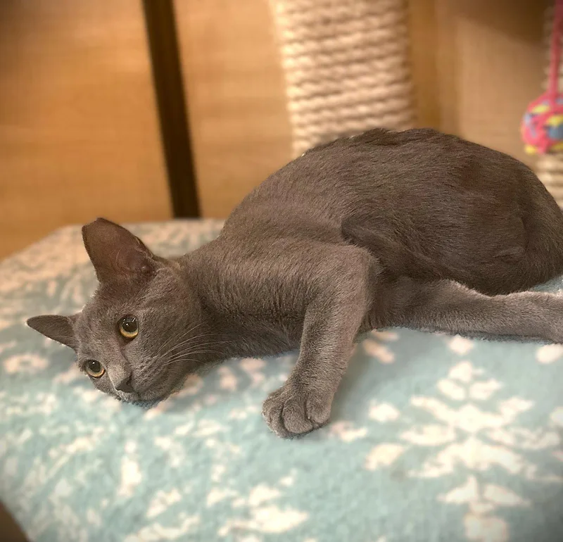 A young medium-sized female Russian Blue cat named Star Light for adoption in Fort Myers, FL