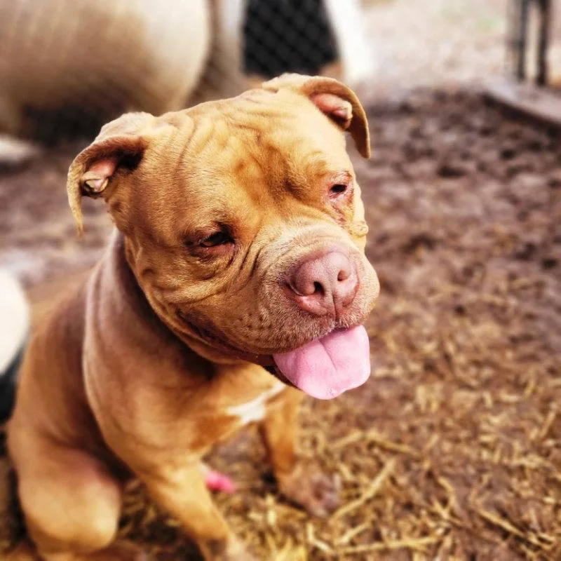 A young medium-sized male American Bulldog dog named Drake Crosspost for adoption in Fairfax, VA