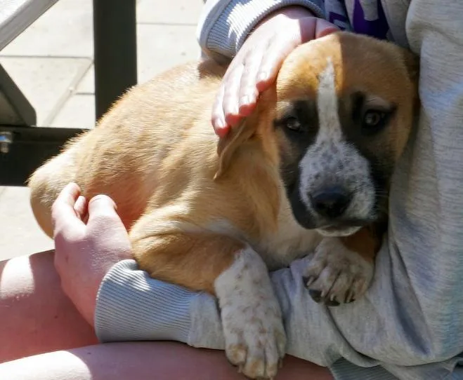 Nebula Litter:  Nova thumbnail 2