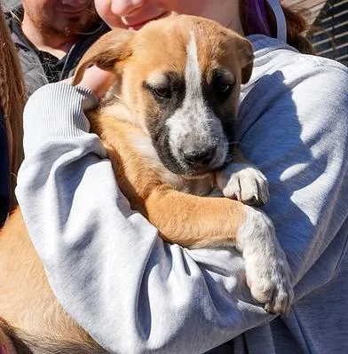 Nebula Litter:  Nova thumbnail 4