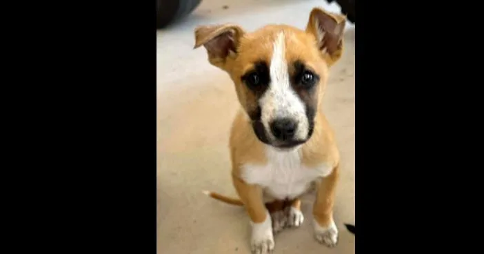 Nebula Litter:  Nova thumbnail 5