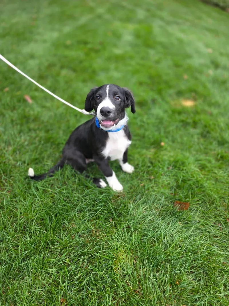 A baby medium-sized male Black Mixed Breed dog named Simon for adoption in Orland Park, IL