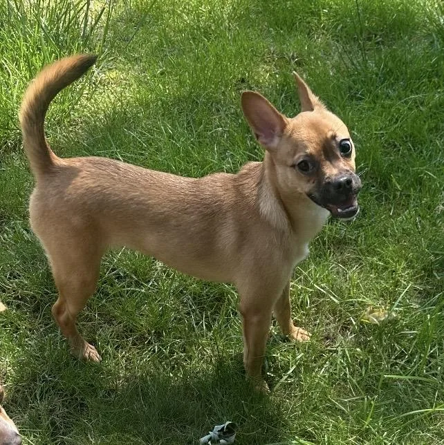 A baby small-sized female Chihuahua dog named Jinx for adoption in Coatesville, PA
